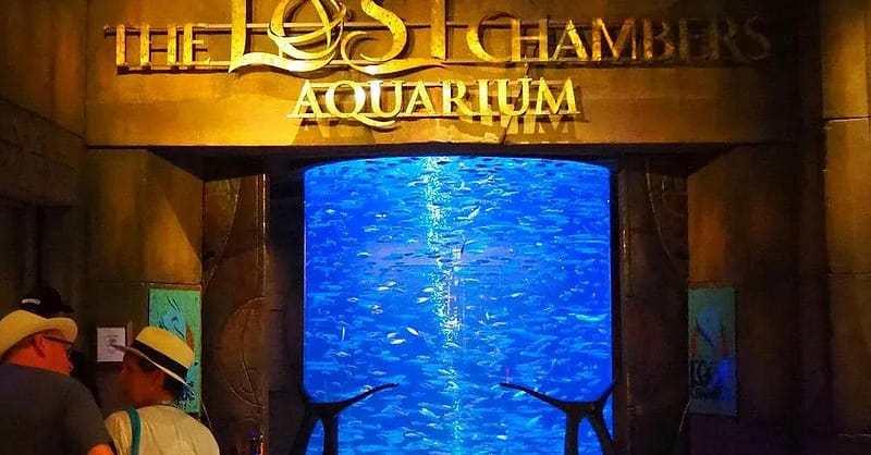 Explore DubaiâS Lost Chambers Aquarium: Tickets For One, Two, Or Four Dubai - Image 19